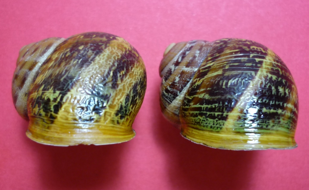 Isola Maggiore sul Trasimeno